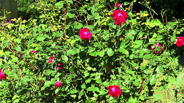 Bush of Red Roses