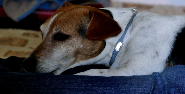 Jack Russell Terrier 1 alt