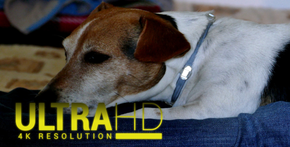 Jack Russell Terrier 1 alt