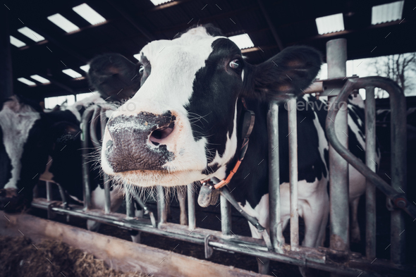 cows in a farm. Dairy cows in a farm. - Stock Photo - Images