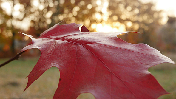 Red Wide Leaf on the Tree in the Sunset