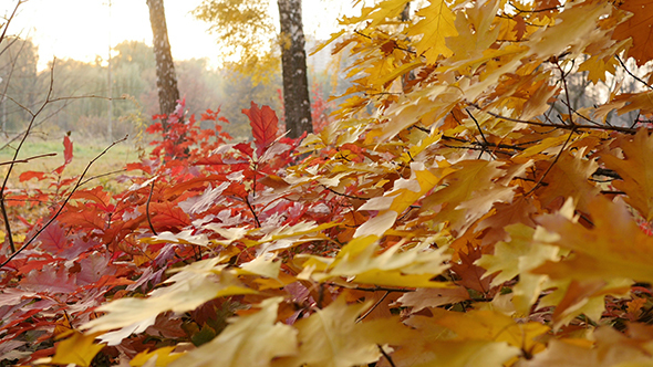 Red Leaf on the Tree in the Sunset 4