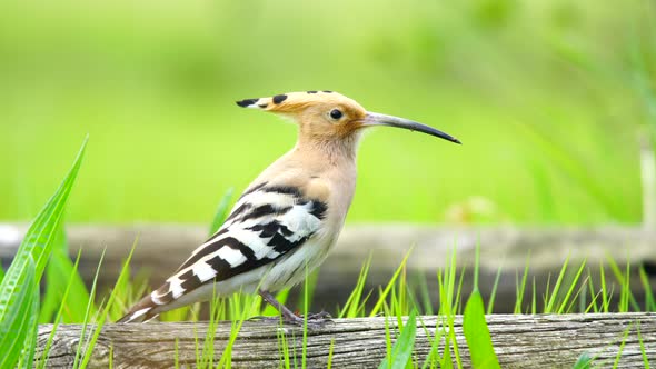 Eurasian Hoopoe alt
