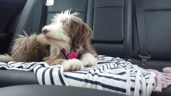 8 week old puppy sits lays down quietly and contently on the back seat of a car alt