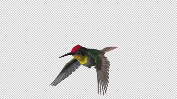 Hummingbird - Ruby Topaz - Flying Loop - Side Angle Closeup - Alpha Channel