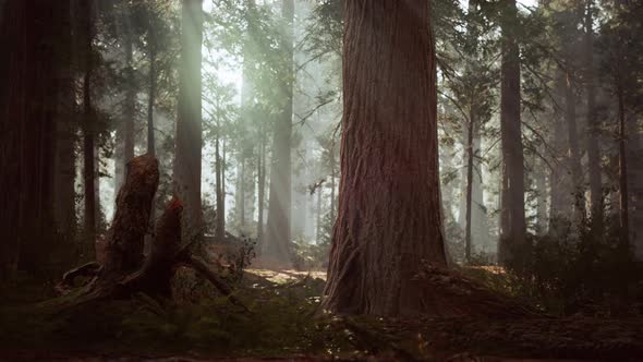 Giant Sequoias in the Giant Forest Grove in the Sequoia National Park alt