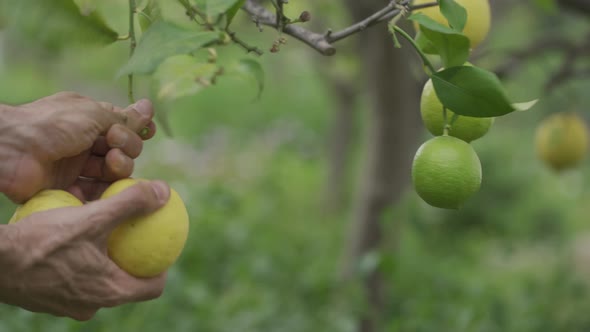 Cutting Lemon From the Tree By Hand with Blurred Background