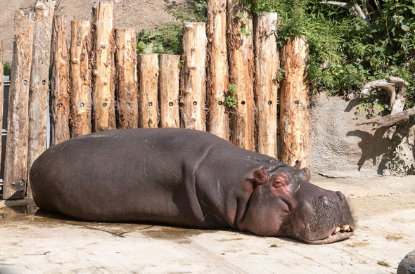Lazy Hippo 1