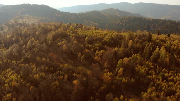 Flight over pine, spruce and deciduous tree forest in mountains countryside in sunset soft light.