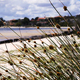 Grass And Foliage On The River Banks - VideoHive Item for Sale