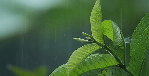 Leaf In The Rain, Stock Footage 