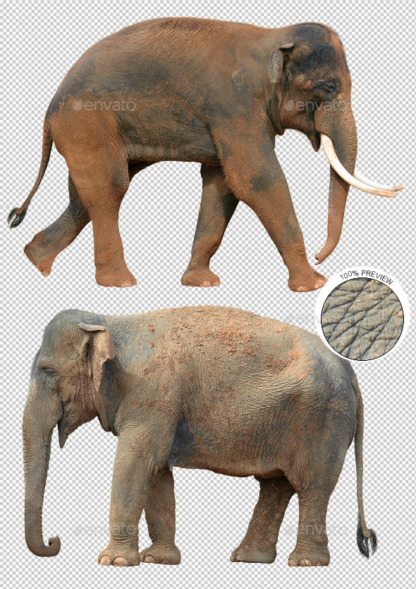 Two Indian Elephants - Nature & Animals Isolated Objects