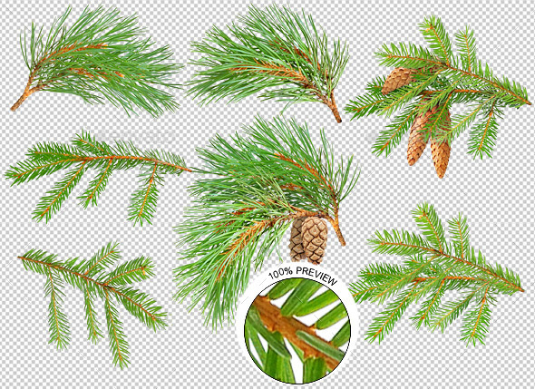 Pine and Fir Trees Branches - Nature & Animals Isolated Objects