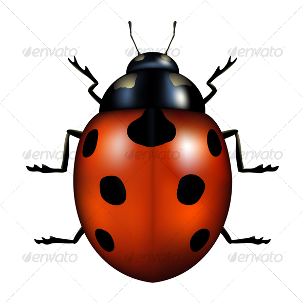 ladybug - Animals Characters