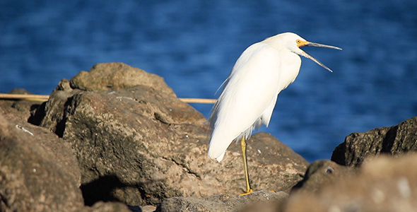 Snowy Egret Yawns on the Shore