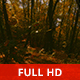 Exploring the Woods - VideoHive Item for Sale
