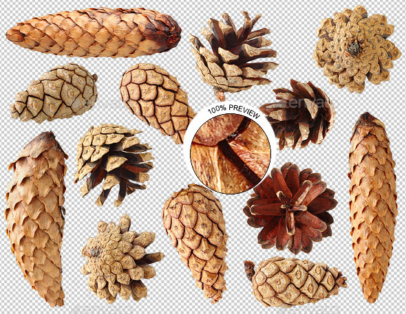Pine and Fir Tree Cones - Nature & Animals Isolated Objects