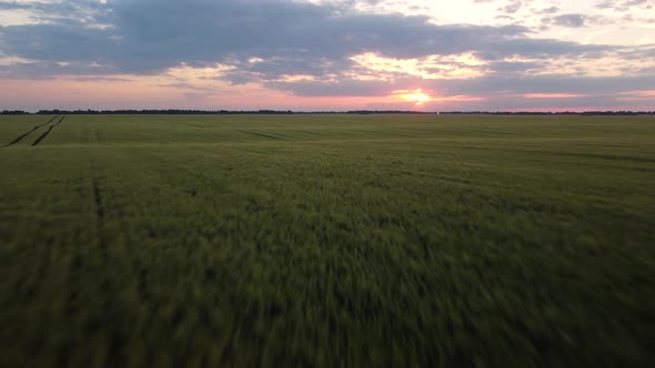 Cinematic aerial footage of green agricultural field of grain with a setting sun in the background