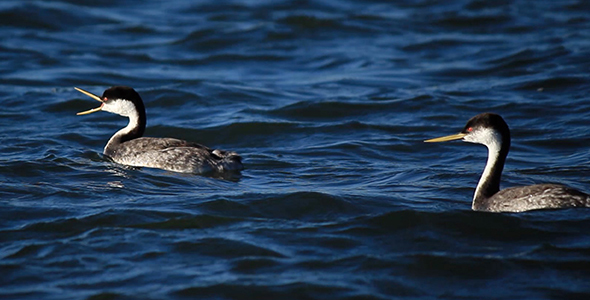 Two Grebes Float By alt
