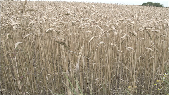 Tall Grass Wheat on the Field 