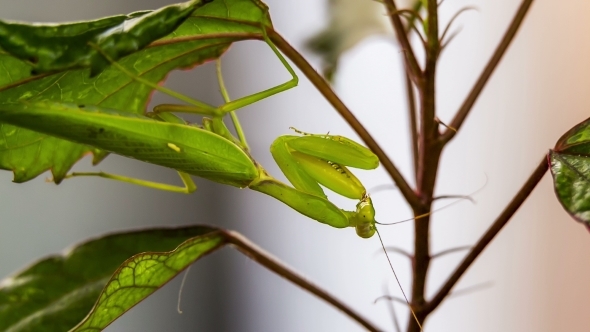 Green Mantis Hanging On A Swinging Leaf While