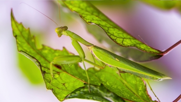 Praying Mantis Pretending To Be A Green Leaf 