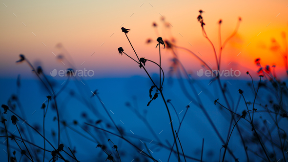 silhouette of dried flowers and plants on a background sunset Stock Photo by Pilat666