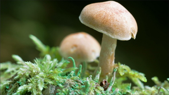 A White Mushroom on the Forest alt