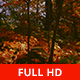 Into the Forest - VideoHive Item for Sale