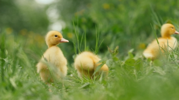 Several Ducklings On Green Grass alt