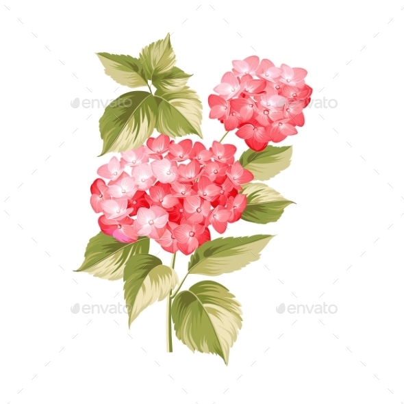 The Hortensia Flower - Flowers & Plants Nature