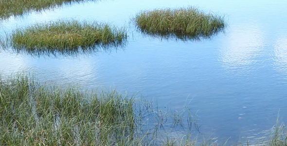 Water and Grass