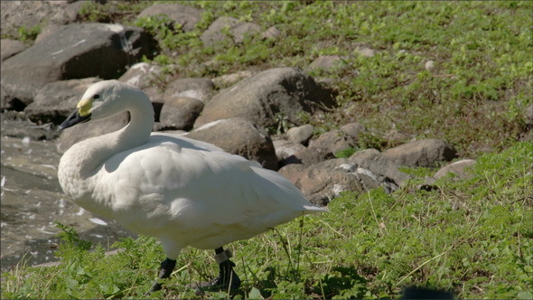 A White Goose Walking on the Lake Side