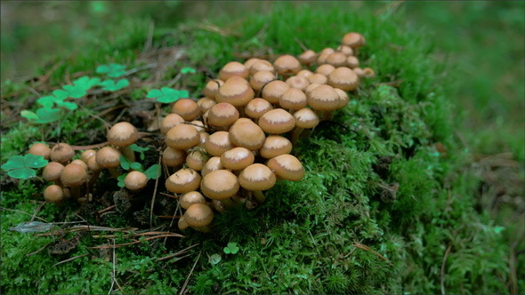 Bunch of Honey Fungus on the Ground of the Forest