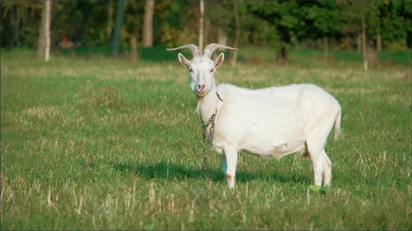 A White Domestic Goat Standing on the Farm Eating.