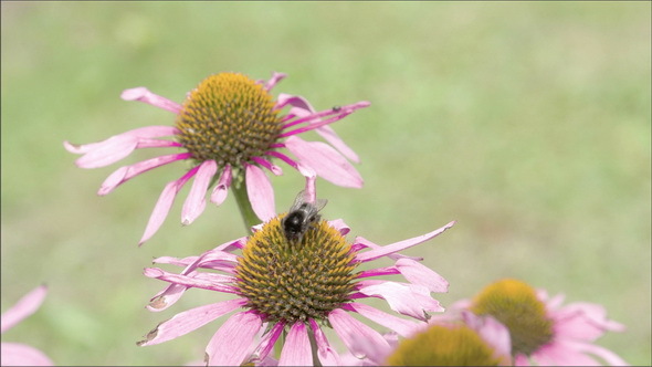 A Conflower with a Bee on Top of it