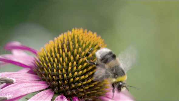 A Big Bee Crawling on the Coneflowers