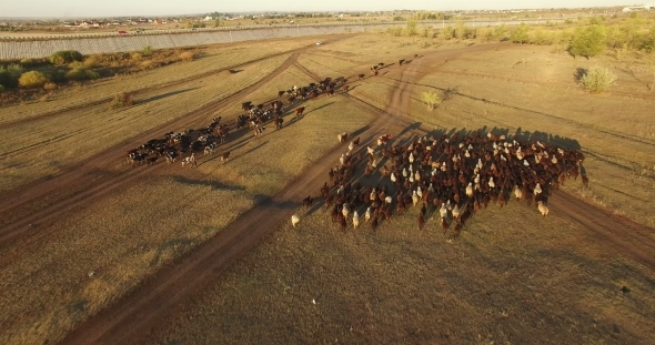 Herd Of Cows And Sheep  alt