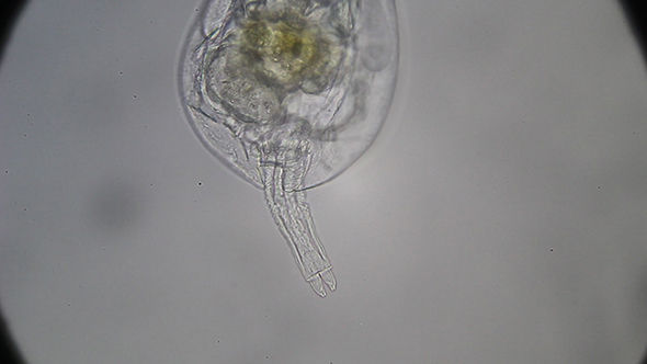Microscopy: Rotifero Brachionus Plicatilis 003