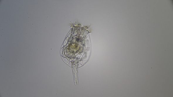 Microscopy: Rotifero Brachionus Plicatilis 005