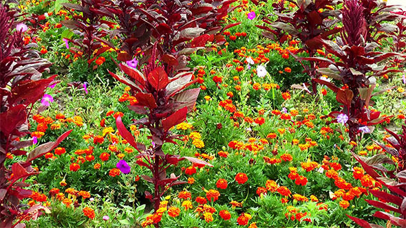 Red and Orange Flowers in the Flowerbed
