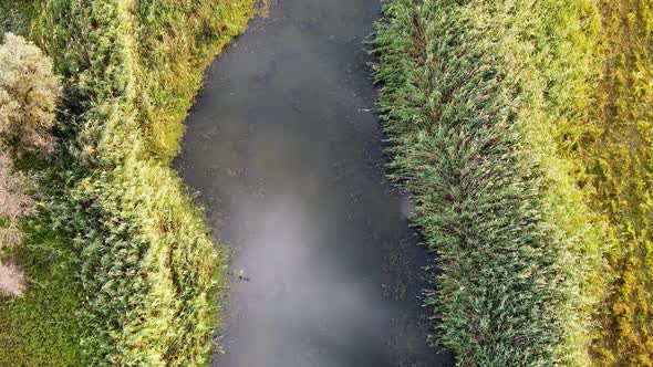 Overgrown Lake. Algae and duckweed on the surface of pond alt