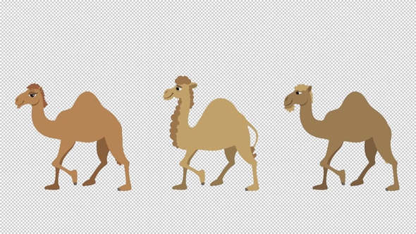 Camels Cycle