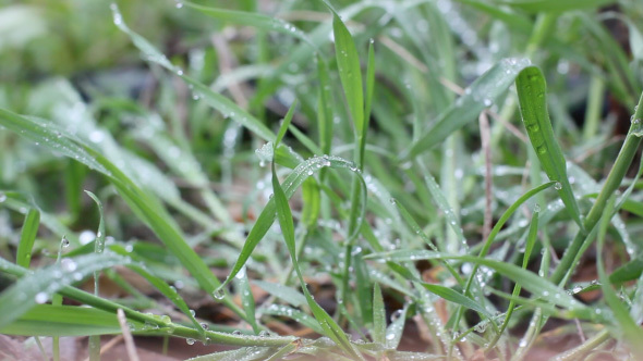 Fresh Grass After Rain With Water Drops.