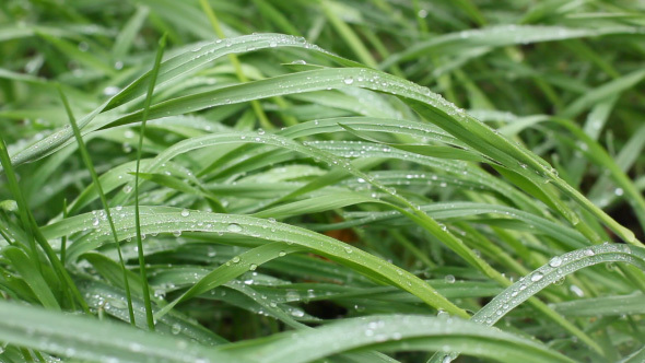 Fresh Grass After Rain With Water Drops