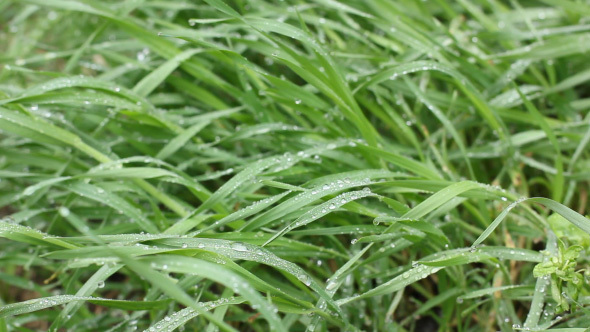 Fresh Grass After Rain With Water Drops.