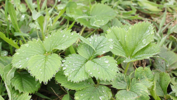 Fresh Grass After Rain With Water Drops.