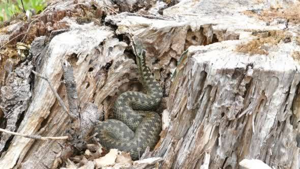 Viper (Vipera Berus) Poisonous Snake in a Dry