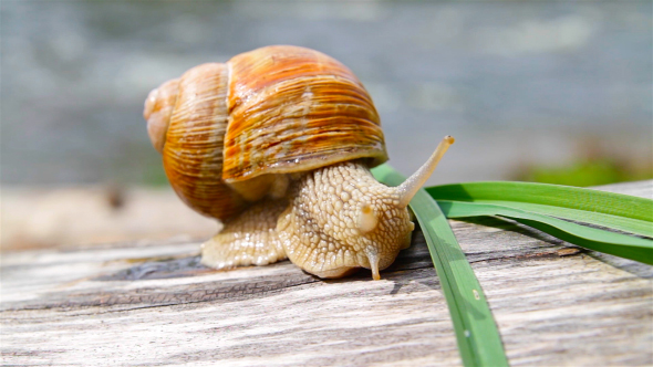 Snail And Grass alt