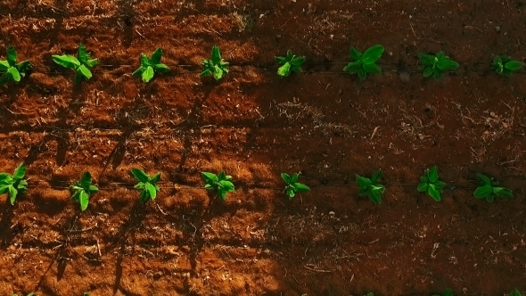 Smooth Flight Above Young Sprouts alt